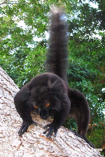 excursions lemurien de Nosy Be